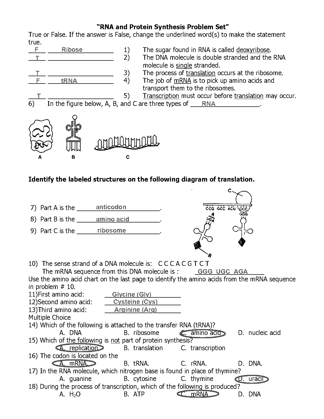 which of the following statements about protein synthesis is true