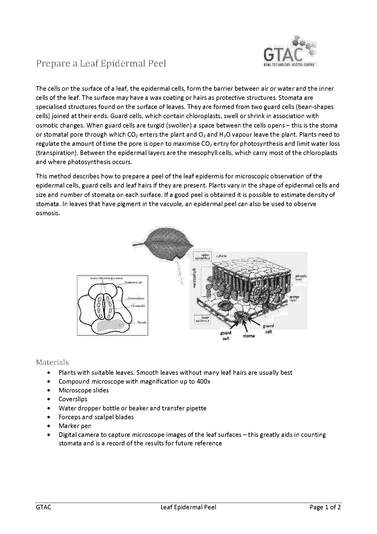 write functions of guard cells of stomata in the leaf